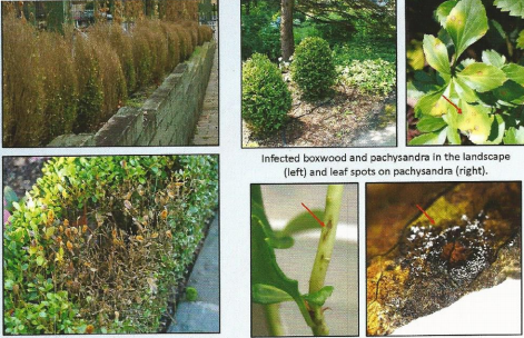 Beware of the Boxwood Blight