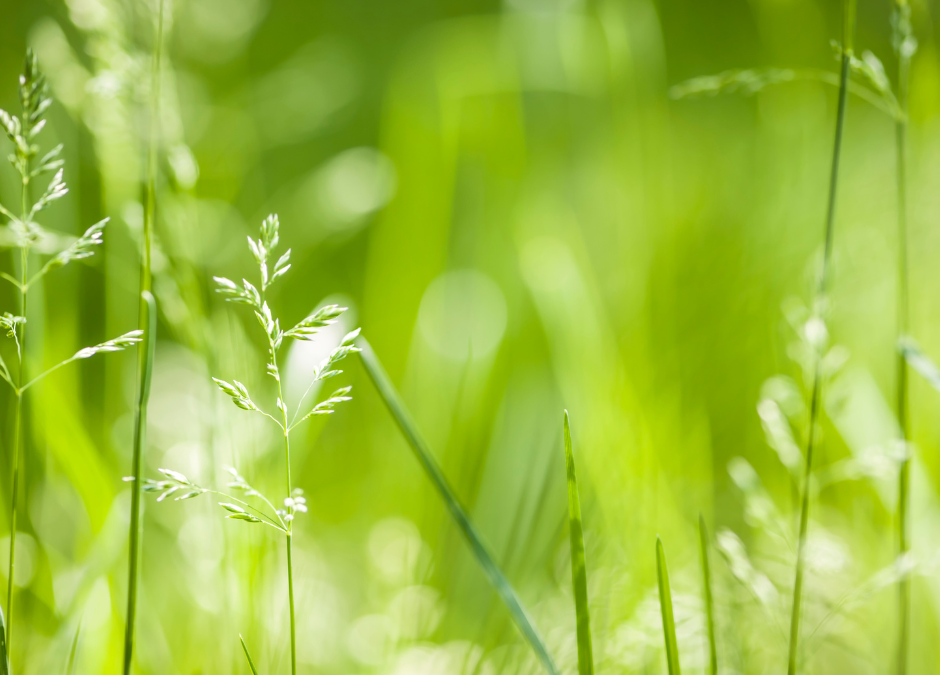 WHY DOES MY LAWN RESEMBLE WHEAT?