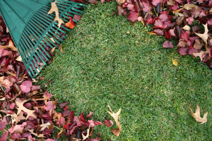 Is it Ok to Fertilize my Lawn When There are Leaves on the Ground?